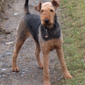 Photo d'Airedale terrier