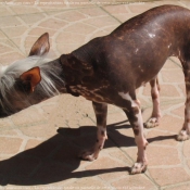 Photo de Chien chinois nu  crte