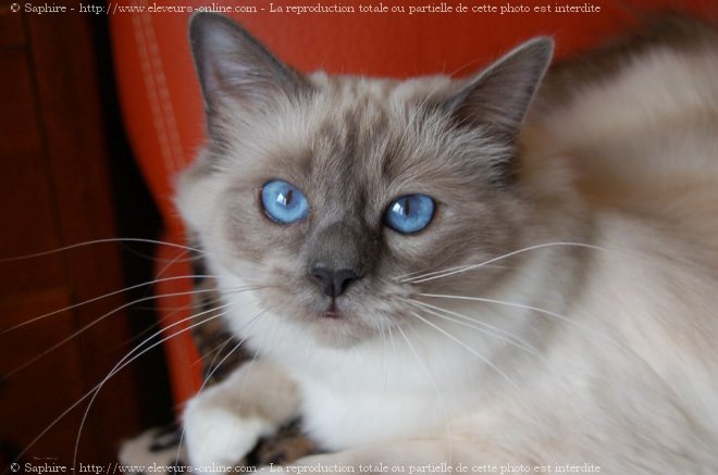 Photo de Sacr de birmanie