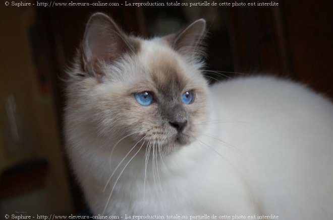 Photo de Sacr de birmanie