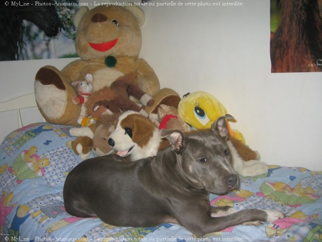 Photo d'American staffordshire terrier