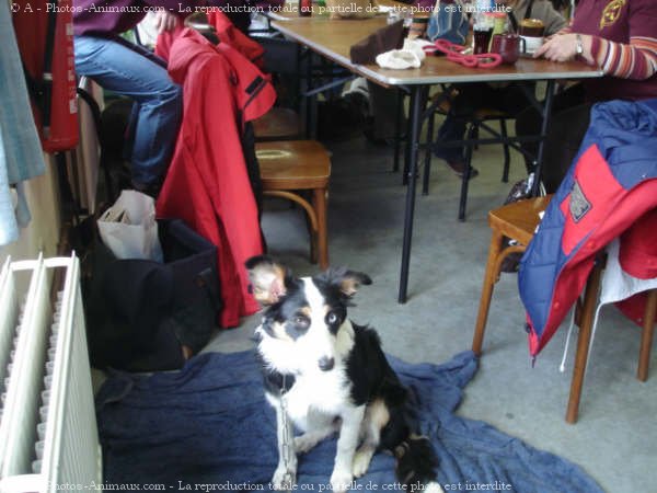 Photo de Border collie