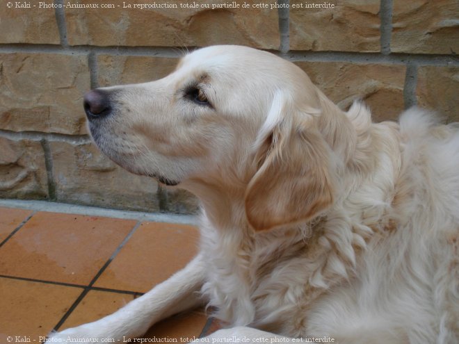 Photo de Golden retriever