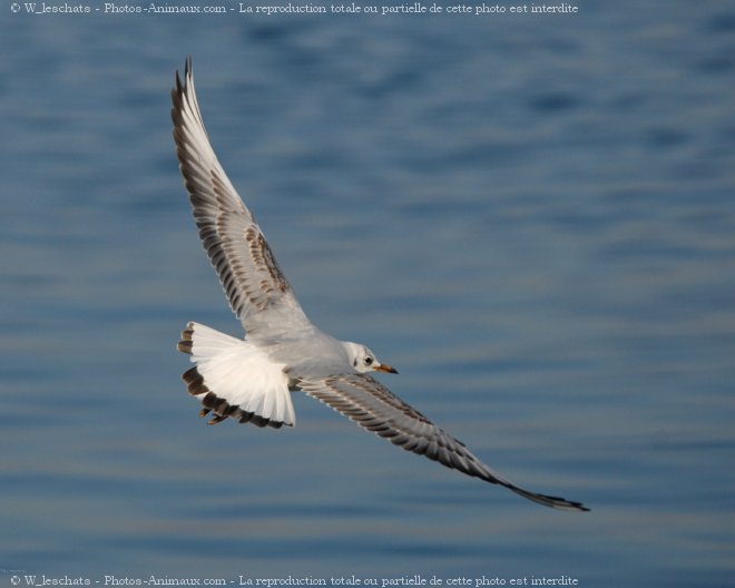 Photo de Mouette