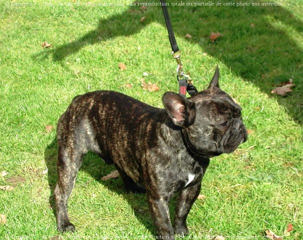 Photo de Bouledogue franais