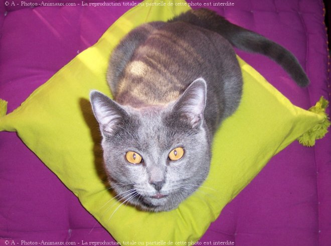 Photo de Chartreux