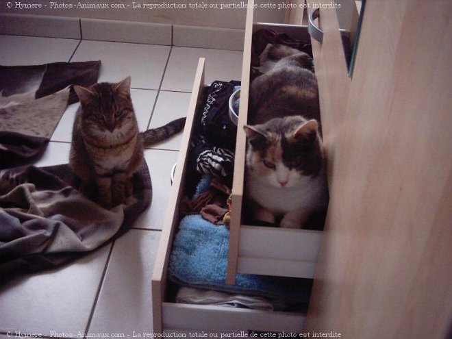 Photo de Chat domestique