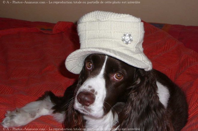 Photo d'English springer spaniel