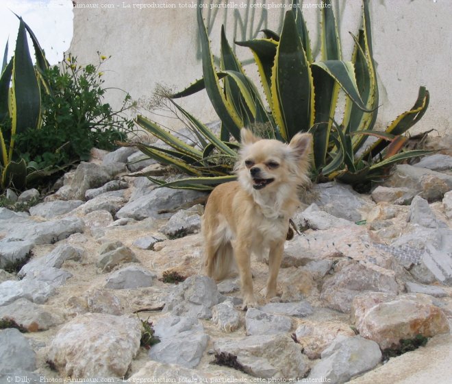 Photo de Chihuahua  poil long