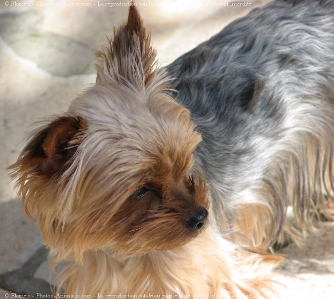 Photo de Yorkshire terrier