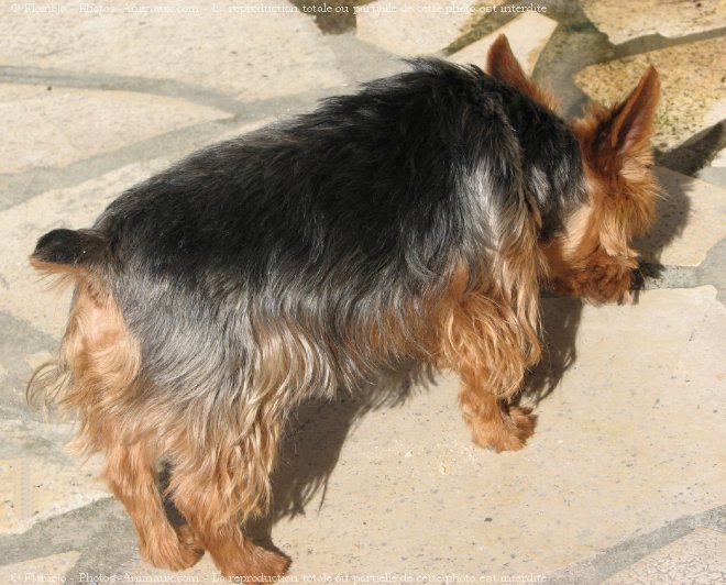 Photo de Yorkshire terrier