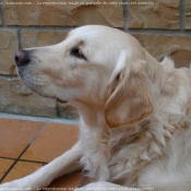 Photo de Golden retriever