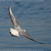 Photo de Mouette