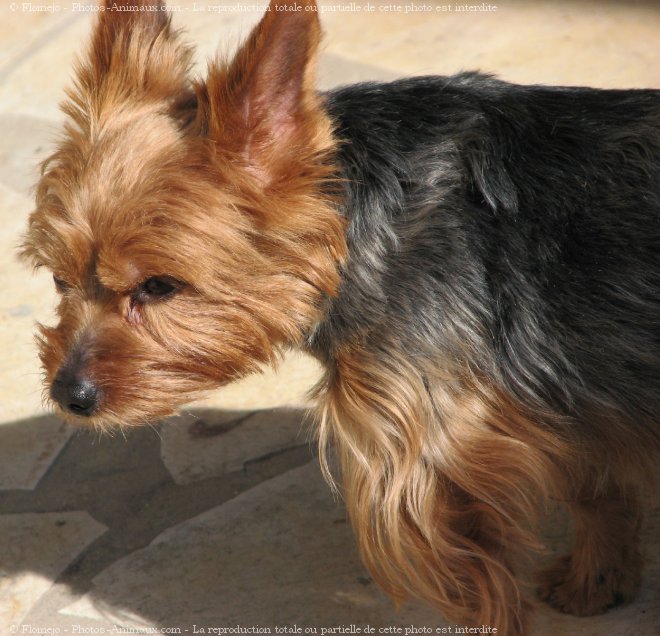 Photo de Yorkshire terrier