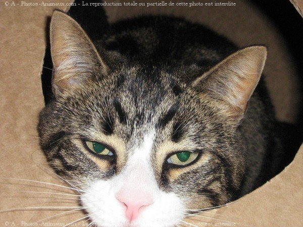 Photo de Chat domestique