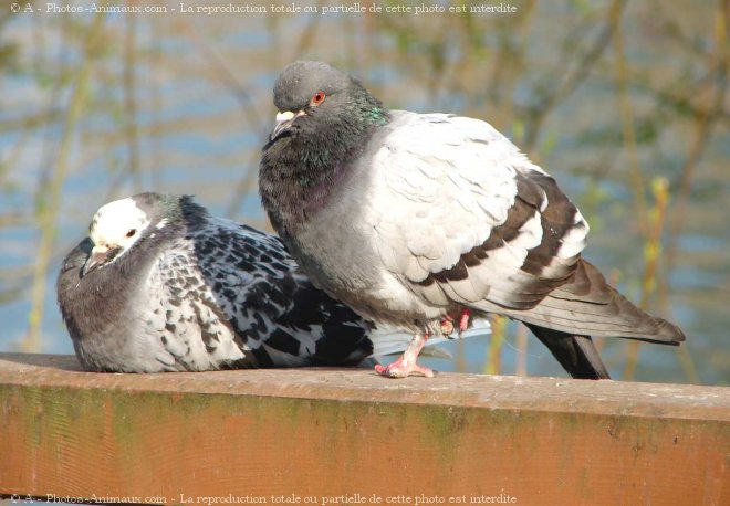 Photo de Pigeon