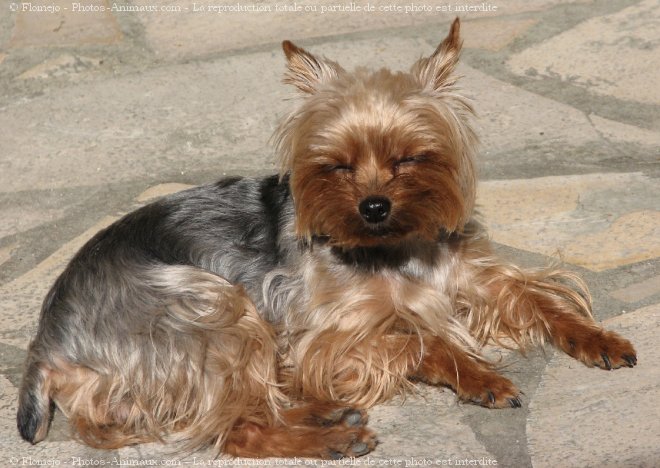 Photo de Yorkshire terrier