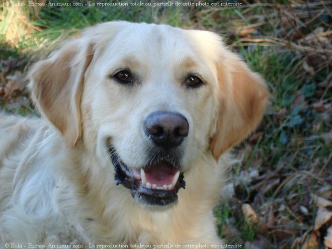 Photo de Golden retriever