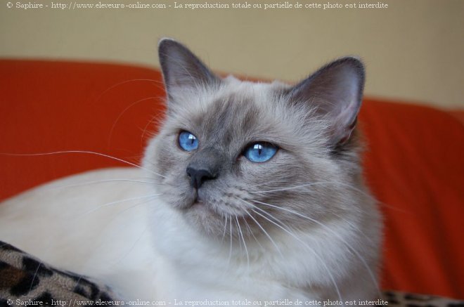 Photo de Sacr de birmanie