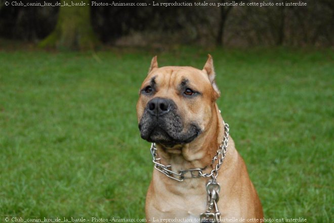 Photo d'American staffordshire terrier