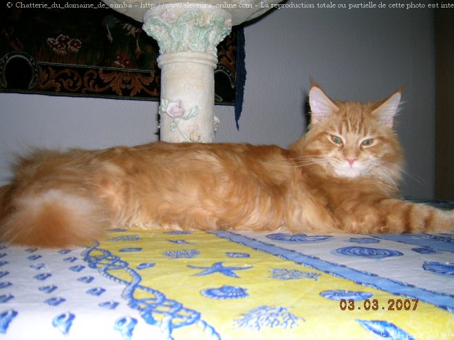 Photo de Maine coon