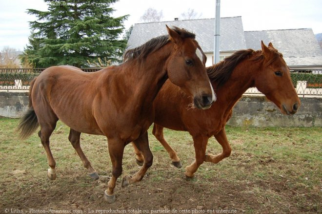 Photo de Quarter horse