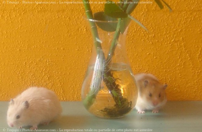 Photo de Hamster