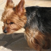 Photo de Yorkshire terrier