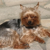 Photo de Yorkshire terrier