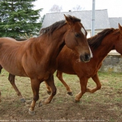 Photo de Quarter horse