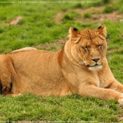 Photo de Lion