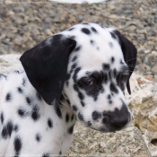 Photo de Dalmatien