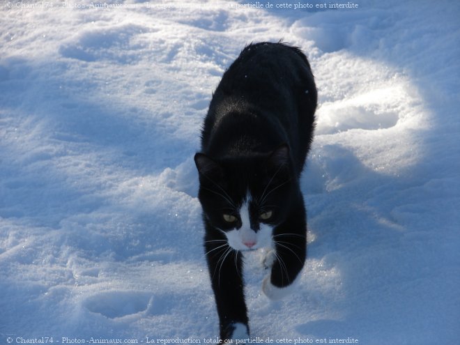 Photo de Chat domestique