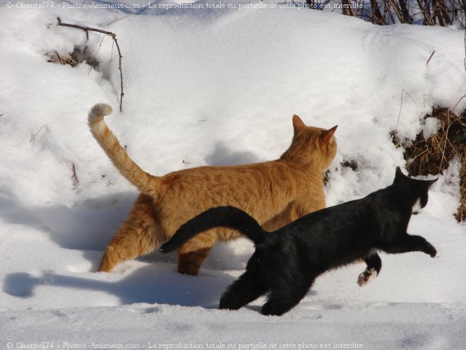 Photo de Chat domestique