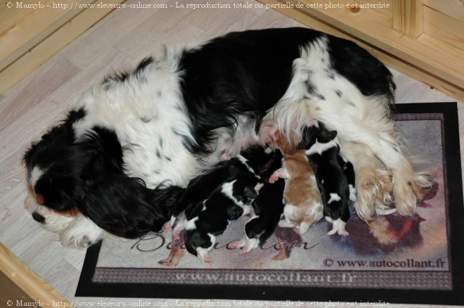 Photo de Cavalier king charles spaniel