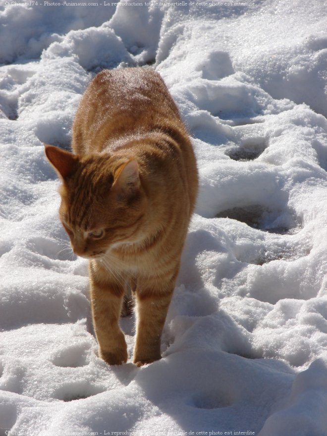 Photo de Chat domestique