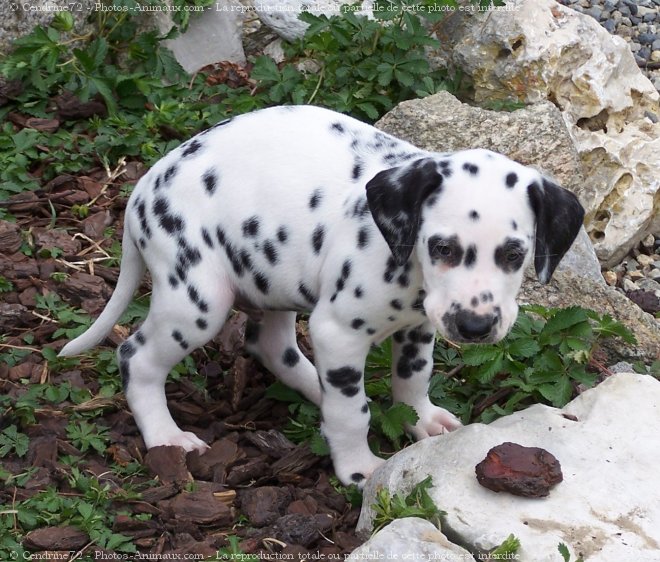 Photo de Dalmatien