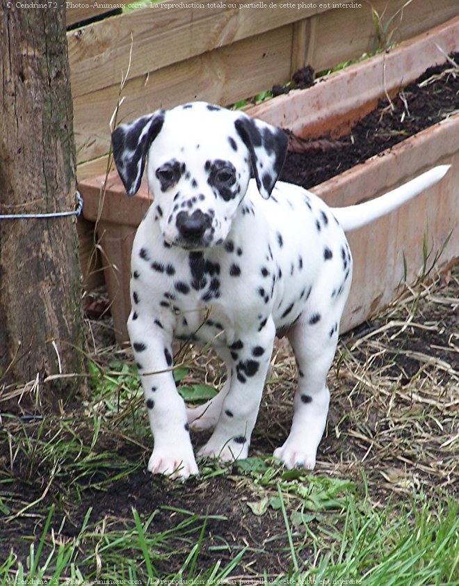 Photo de Dalmatien