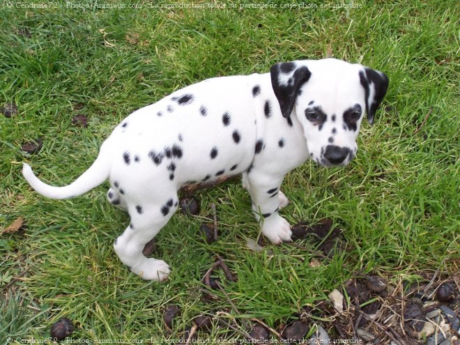 Photo de Dalmatien