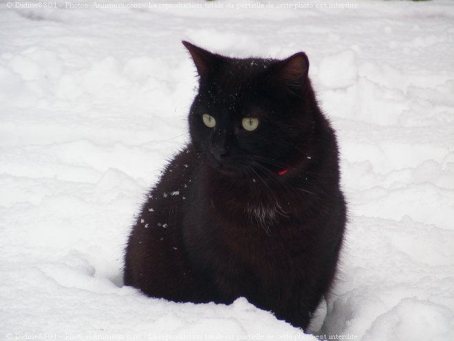 Photo de Chat domestique