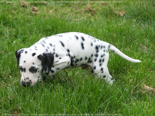 Photo de Dalmatien