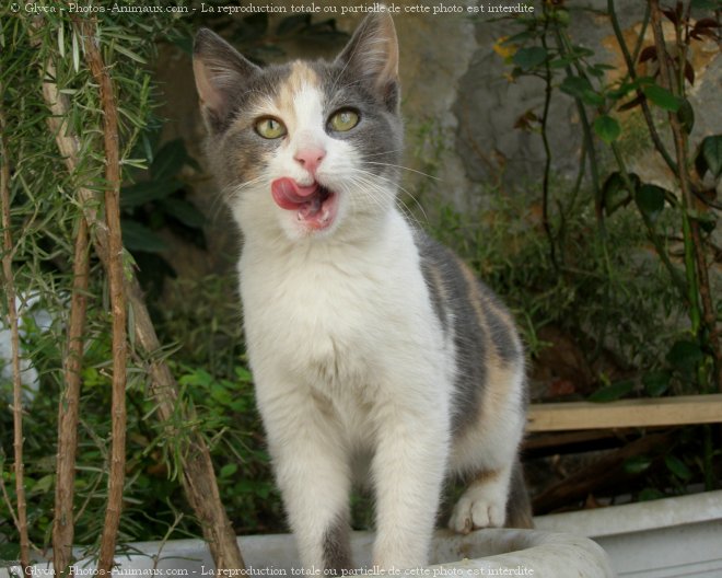 Photo de Chat domestique