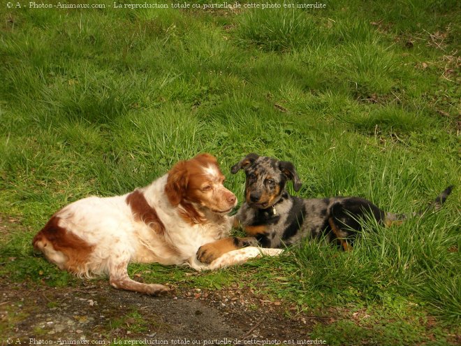 Photo de Berger de beauce