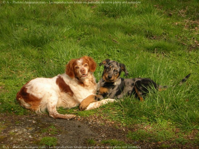 Photo de Berger de beauce