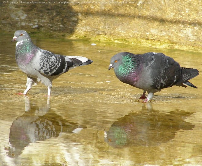 Photo de Pigeon