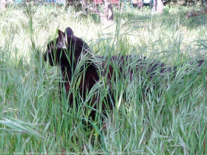 Photo de Chat domestique