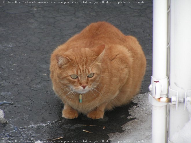 Photo de Chat domestique