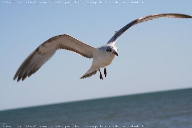 Photo de Mouette