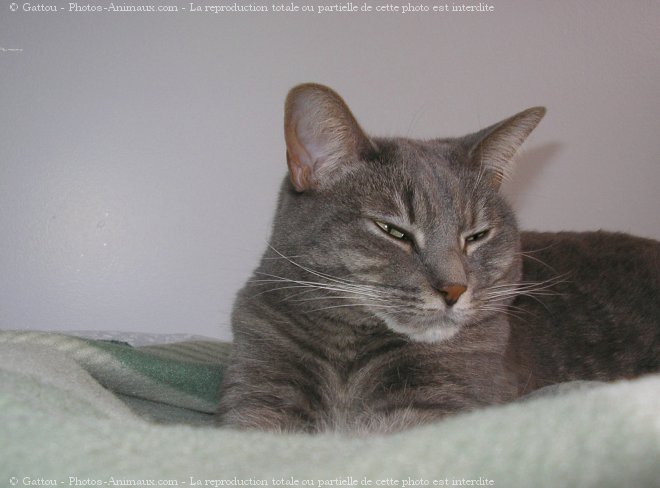 Photo de Chat domestique