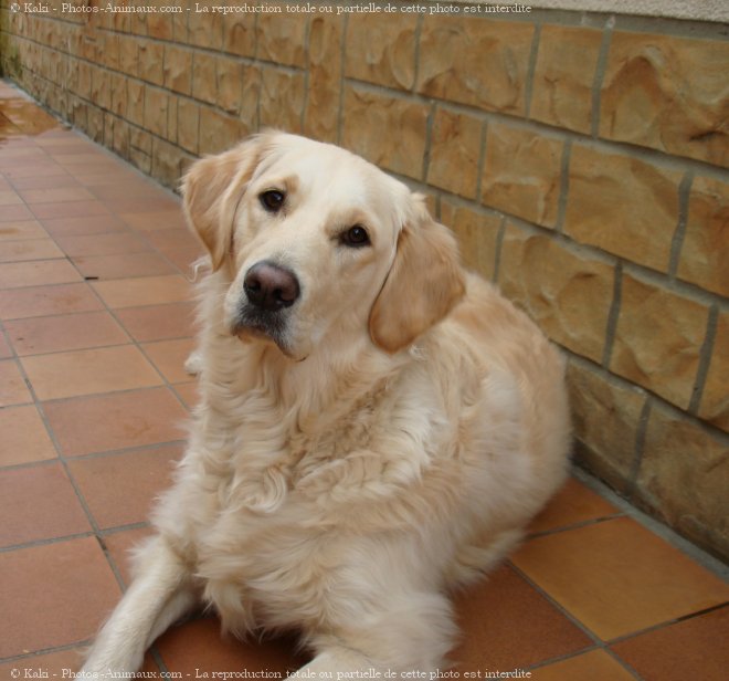 Photo de Golden retriever